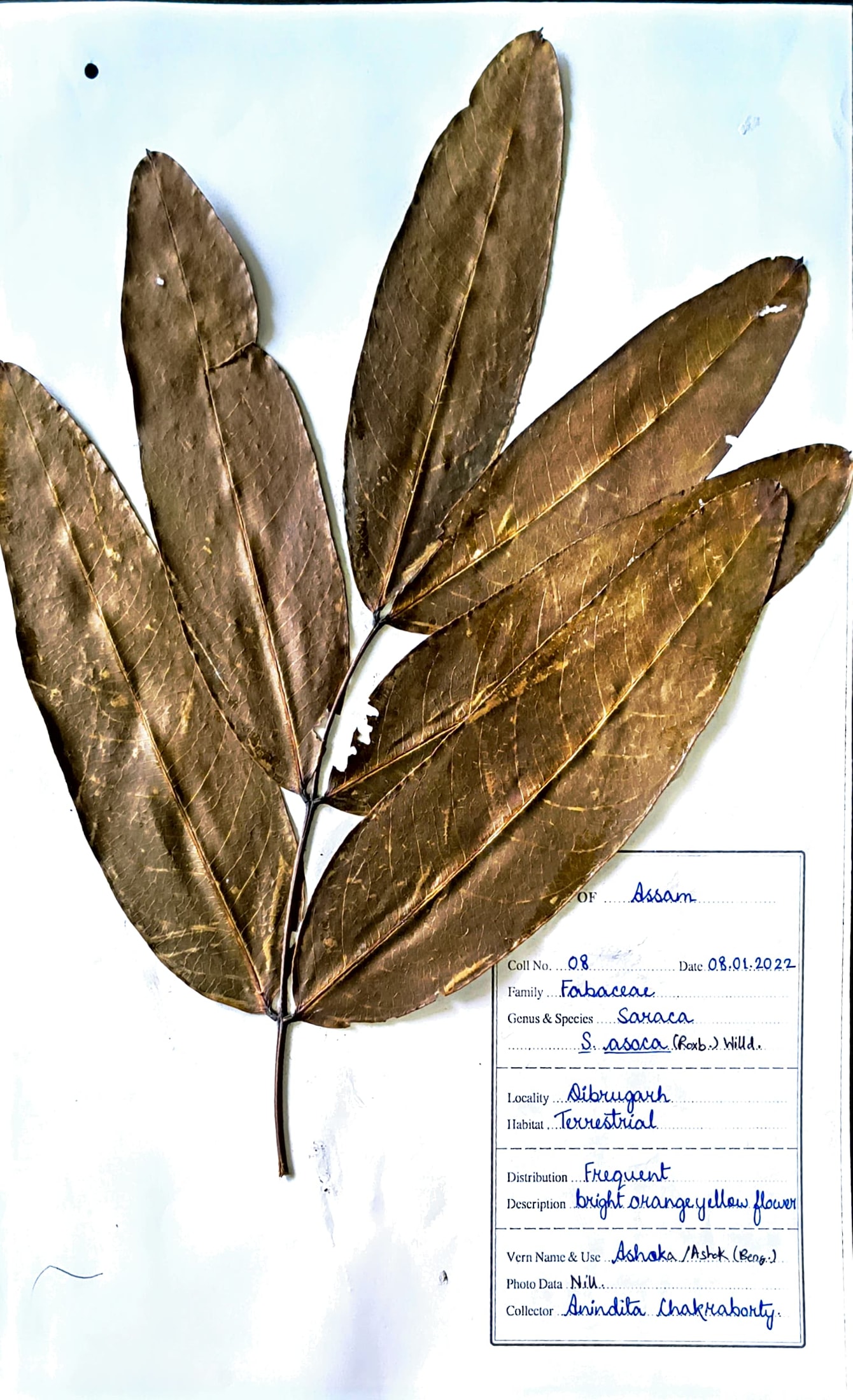 Ashok (Beng.) (Herbarium)